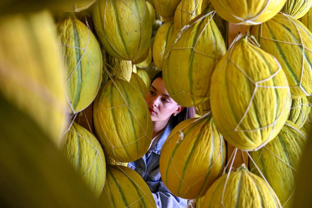 AB onaylı lezzet! Kırkağaç kavunu, kış aylarında da tezgahlarda 2